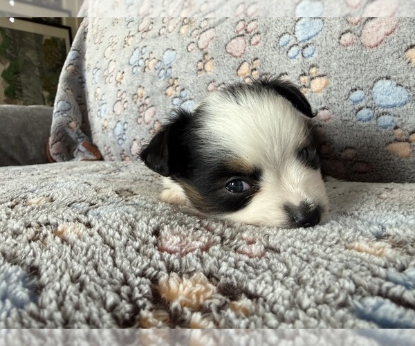 Medium Photo #7 Miniature Australian Shepherd Puppy For Sale in DAKOTA CITY, NE, USA