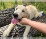 Small Photo #1 English Cream Golden Retriever Puppy For Sale in BROOKSVILLE, FL, USA