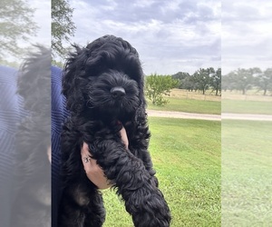Cock-A-Poo Puppy for Sale in STEPHENVILLE, Texas USA
