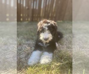 Sheepadoodle Puppy for sale in CELINA, TX, USA