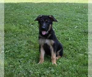 German Shepherd Dog Puppy for sale in MILLERSBURG, OH, USA