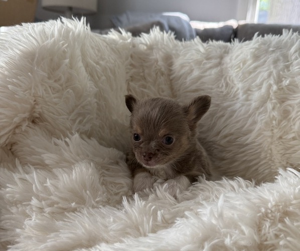 Medium Photo #6 Chihuahua Puppy For Sale in FENNVILLE, MI, USA