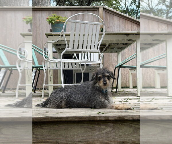 Medium Photo #2 Mutt Puppy For Sale in Oak Bluffs, MA, USA