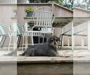 Marley - Male Mutt Dog for Adoption - Photo #2