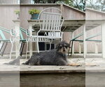 Small Photo #2 Mutt Puppy For Sale in Oak Bluffs, MA, USA