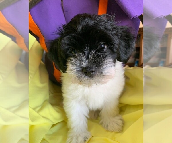 Medium Photo #3 Havanese Puppy For Sale in PHOENIX, AZ, USA