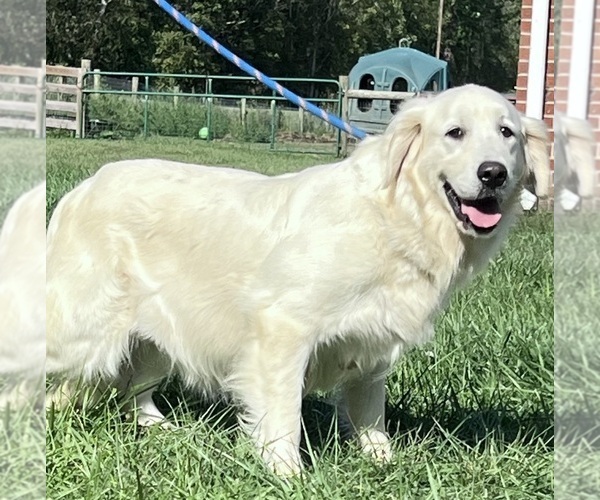 Medium Photo #1 Golden Retriever Puppy For Sale in NEOLA, WV, USA