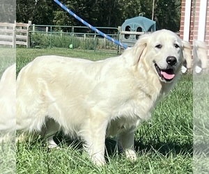 Mother of the Golden Retriever puppies born on 08/19/2026