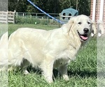 Small Photo #1 Golden Retriever Puppy For Sale in NEOLA, WV, USA
