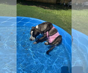 Bella - Female American Staffordshire Terrier-German Shepherd Dog Mix Dog for Adoption - Photo #19