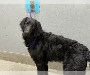 Labradoodle Dogs for adoption in Las Vegas, NV, USA