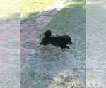 Small Pomeranian