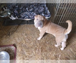 Chinese Shar-Pei Puppy for sale in PIONEER, CA, USA