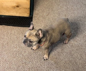 Mother of the French Bulldog puppies born on 04/26/2025