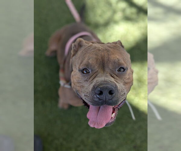 Medium Photo #1 Mutt Puppy For Sale in Downey, CA, USA