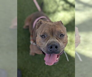 Mutt Dogs for adoption in Downey, CA, USA