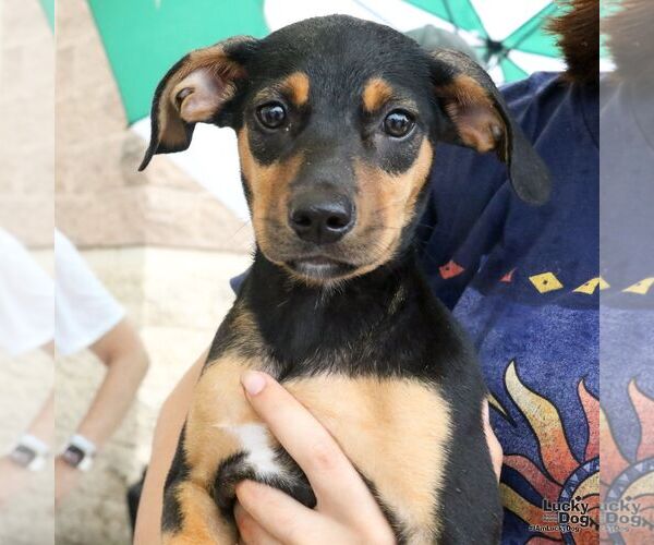 Medium Photo #5 Miniature Pinscher-Unknown Mix Puppy For Sale in Washington, DC, USA