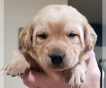 Puppy FOX RED FEMALE Labrador Retriever