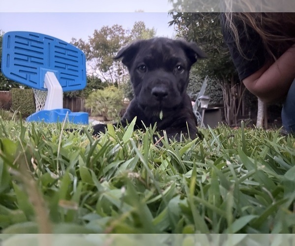 Medium Photo #6 Cane Corso Puppy For Sale in LIVERMORE, CA, USA