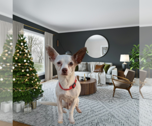 Mutt Dogs for adoption in Vail, AZ, USA