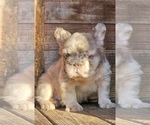 Small #2 French Bulldog