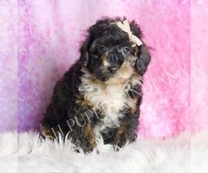 Medium Poodle (Toy)