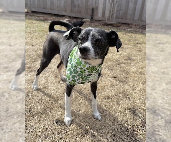 Medium Photo #3 Chihuahua-Unknown Mix Puppy For Sale in St. Louis Park, MN, USA