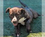 Small #17 American Pit Bull Terrier-Plott Hound Mix