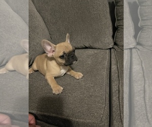 French Bulldog Puppy for sale in MORENO VALLEY, CA, USA