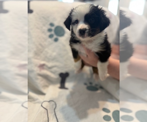 Medium Photo #2 Australian Shepherd Puppy For Sale in WEBSTER, FL, USA