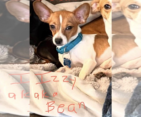 Medium Photo #1 Jack Chi Puppy For Sale in Spring Lake, NC, USA