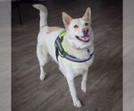 Small #1 German Shepherd Dog-Huskies  Mix
