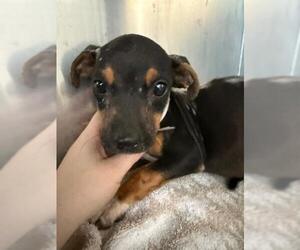 Labrottie Dogs for adoption in Conroe, TX, USA