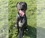 Small #9 Labrador Retriever Mix