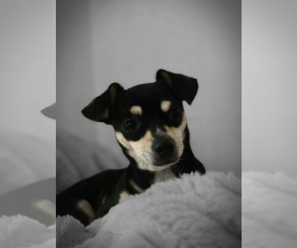 Medium Photo #5 Chiweenie Puppy For Sale in Lakemont, GA, USA