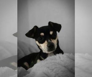 Gabby - Female Chiweenie Dog for Adoption - Photo #5