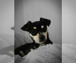 Small Photo #5 Chiweenie Puppy For Sale in Lakemont, GA, USA
