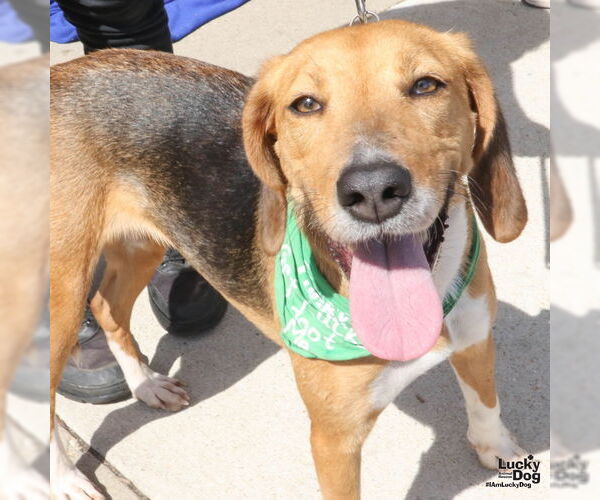 Medium Photo #5 Treeing Walker Coonhound-Unknown Mix Puppy For Sale in Washington, DC, USA