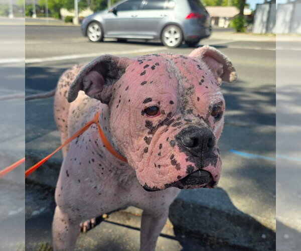 Medium Photo #1 Bulldog Puppy For Sale in Chico, CA, USA