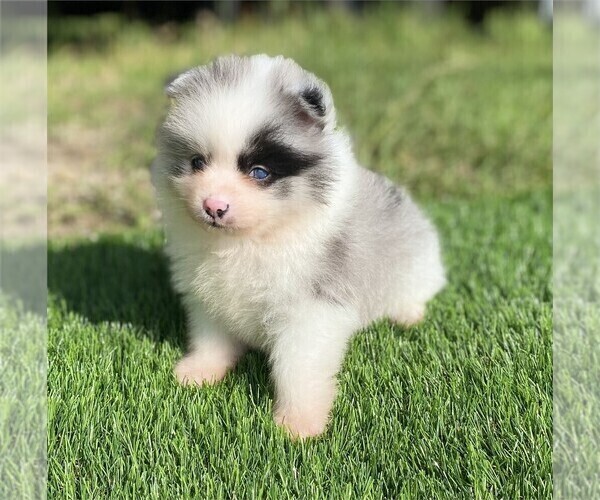 Medium Photo #5 Pomeranian Puppy For Sale in CORAL GABLES, FL, USA