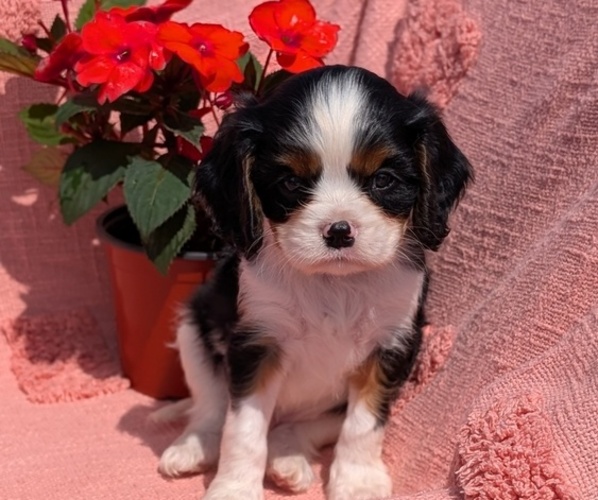 Medium Photo #14 Cavalier King Charles Spaniel Puppy For Sale in GOSHEN, IN, USA