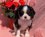 Small Photo #14 Cavalier King Charles Spaniel Puppy For Sale in GOSHEN, IN, USA