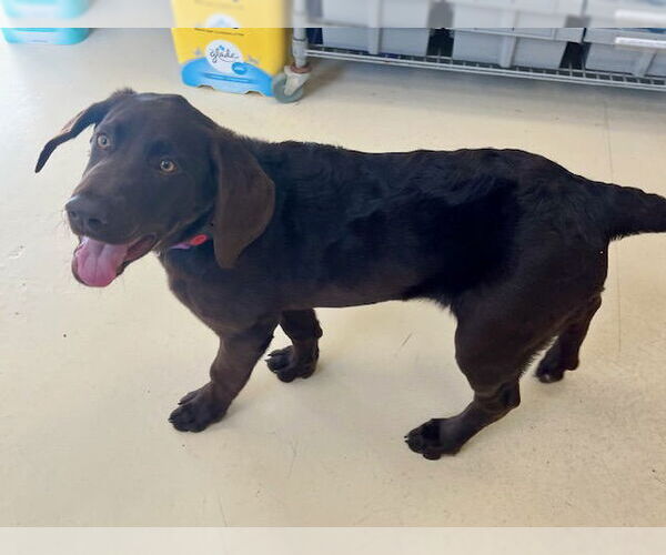 Medium Photo #2 Labrador Retriever-Unknown Mix Puppy For Sale in Webster, WI, USA