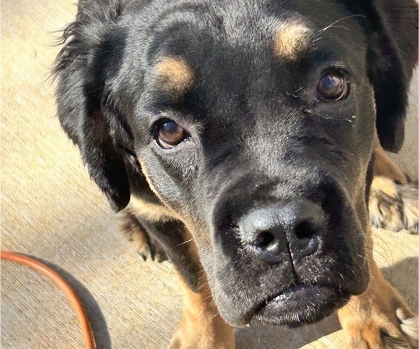 Medium Photo #1 Cane Corso-Siberian Husky Mix Puppy For Sale in SPARTANBURG, SC, USA