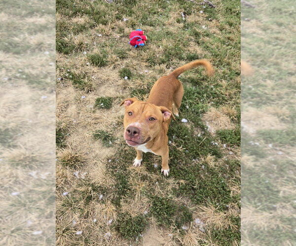 Medium Photo #2 Mutt Puppy For Sale in Evansville, IN, USA