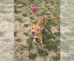 Small Photo #2 Mutt Puppy For Sale in Evansville, IN, USA