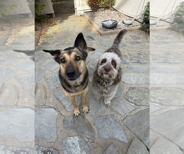 Medium Photo #4 Labrador Retriever-Unknown Mix Puppy For Sale in Dana Point, CA, USA