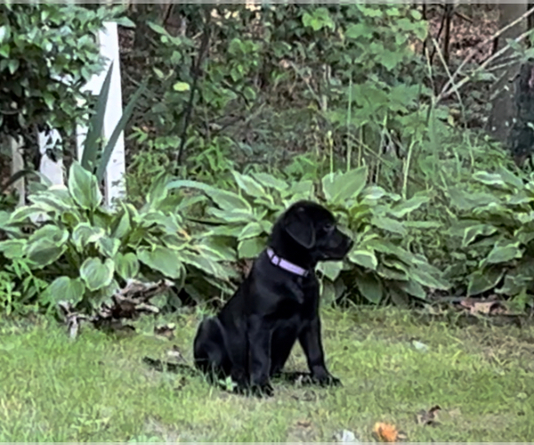 Medium Photo #21 Labrador Retriever Puppy For Sale in LOUISBURG, NC, USA