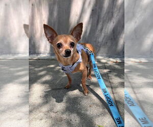 McIntosh Red #5058 - Male Chipin Dog for Adoption - Photo #7