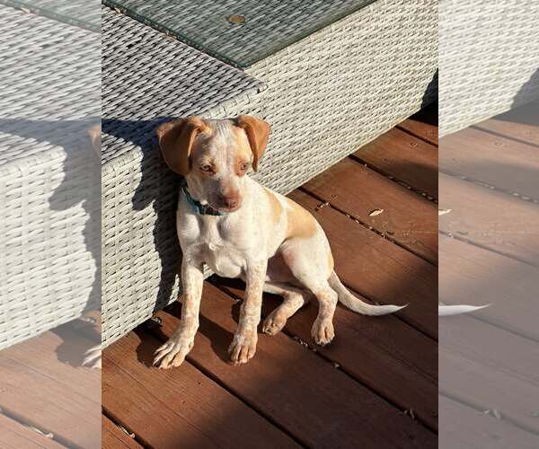 Medium Photo #6 Chihuahua-Unknown Mix Puppy For Sale in Westwood, NJ, USA